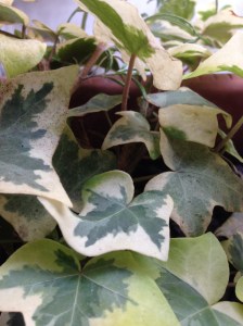 Enredadera de las decisiones