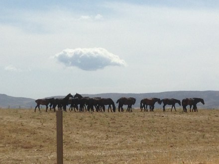 Caballos en la pradera, al fondo, la provincia de Segovia. Foto: Carlos Alameda