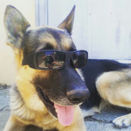 Kane con gafas de sol Foto: David Fdez Alameda